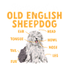 Old English Sheepdog Sheepie Bobtail