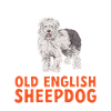 Old English Sheepdog Sheepie Bobtail