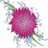 chrysanthemum 1