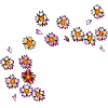 Kirschblüten