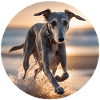 Lurcher on the Shoreline