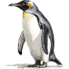 der König der Pinguine