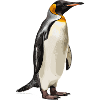 majestic king penguin