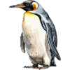 the king penguin