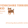 Yorkshire Terrier Kid Definition