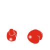 White dog boxer