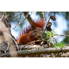 Eichhörnchen Sciurus