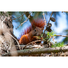 Eichhörnchen Sciurus