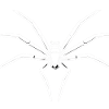 Araignée tarentule fascinante