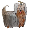 Yorkshire terrier