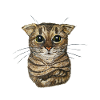 Small tabby cat