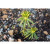 winter aconite Winterling Eranthis hyemalis