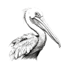 Pelican