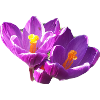 fleurs,fleur,printemps,fleurs,tulipes,crocus