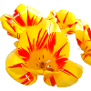 Flowers,Flower,Spring,Blossoms,Tulips