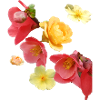 Flowers,Flower,Spring,Blossoms,Tulips,Roses