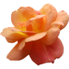 Flowers,Flower,Spring,Blossoms,Tulips,Roses