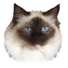 Fluffy Kitty