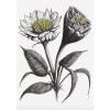 Dessin de fleur