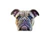 Bulldog Bulldog Bulldogs Papa