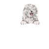 Old English Sheepdog Sheepie Bobtail