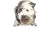 Old English Sheepdog Sheepie Bobtail