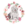 Old English Sheepdog Sheepie Bobtail