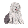 Old English Sheepdog Sheepie Bobtail