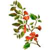 Blumen