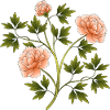 Fleur