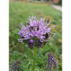 Flower, Nature,