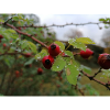 rose hips, nature, plant
