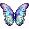 Butterfly Insect Butterfly Animal