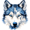 Le Husky bleu