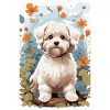 Bichon Havanais, Bichon Havenese, Hund i Natuen