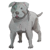 Staffordshire Bull Terrier fun