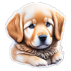 Mignon chiot golden retriever mignon