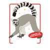 Lemurer Katta Lemur Ringhale Lemur Gave