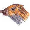 Wild boar