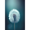 Pusteblume