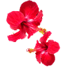 Hibiscus,Flower,Lotus,Flower,Floral,Red