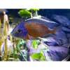 Copadichromis borleyi cichlid