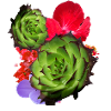 Cactus, fleur, hibiscus
