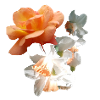 Tulpen, Blumen,orange, Blume,floral