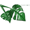 Monstera Pflanzen