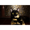 Cat Carey