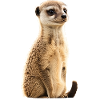 Suricates