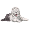 Old English Sheepdog Sheepie Bobtail