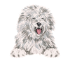 Old English Sheepdog Sheepie Bobtail