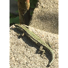 Lizard